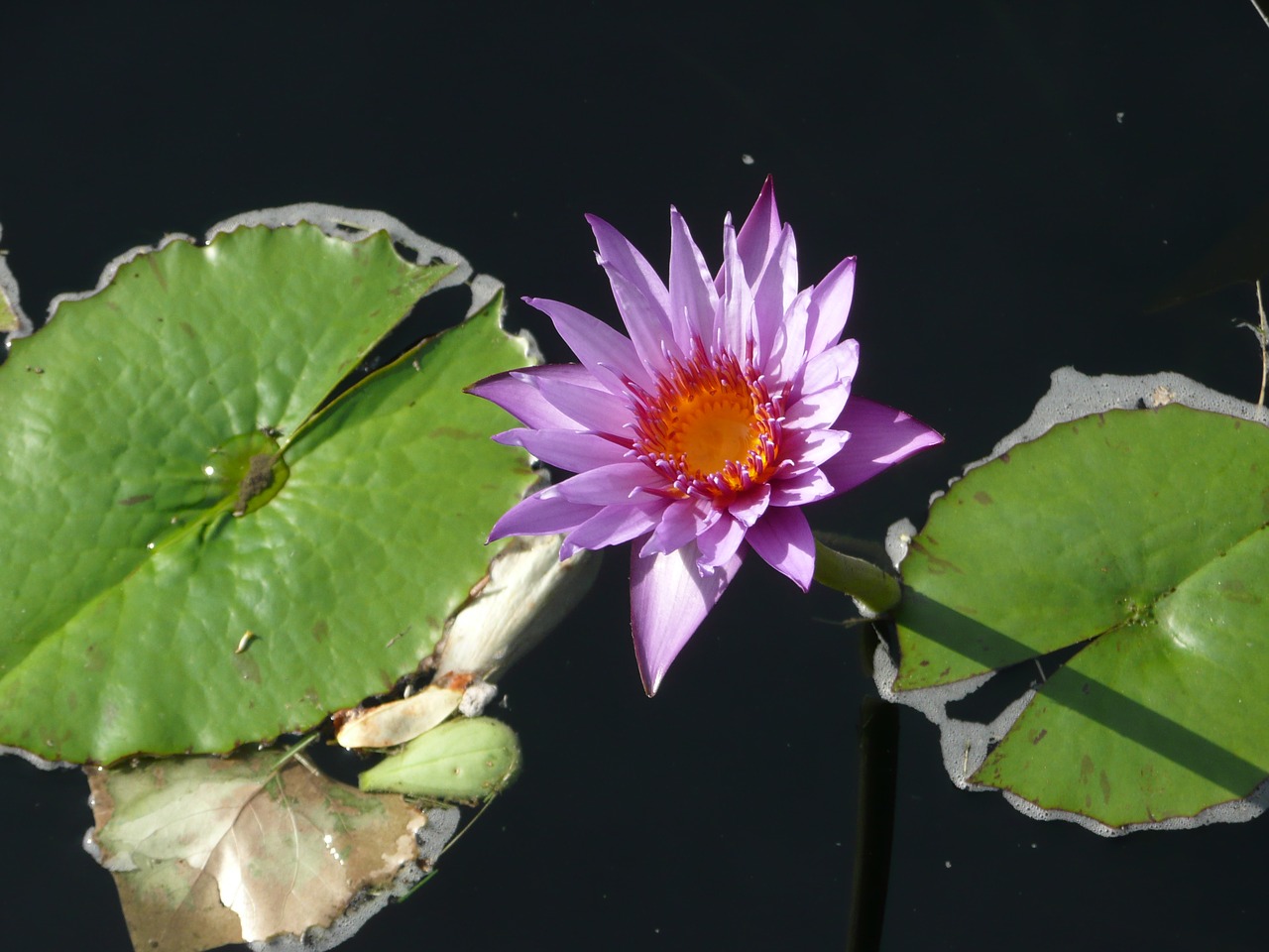 flower leaves lily pad free photo