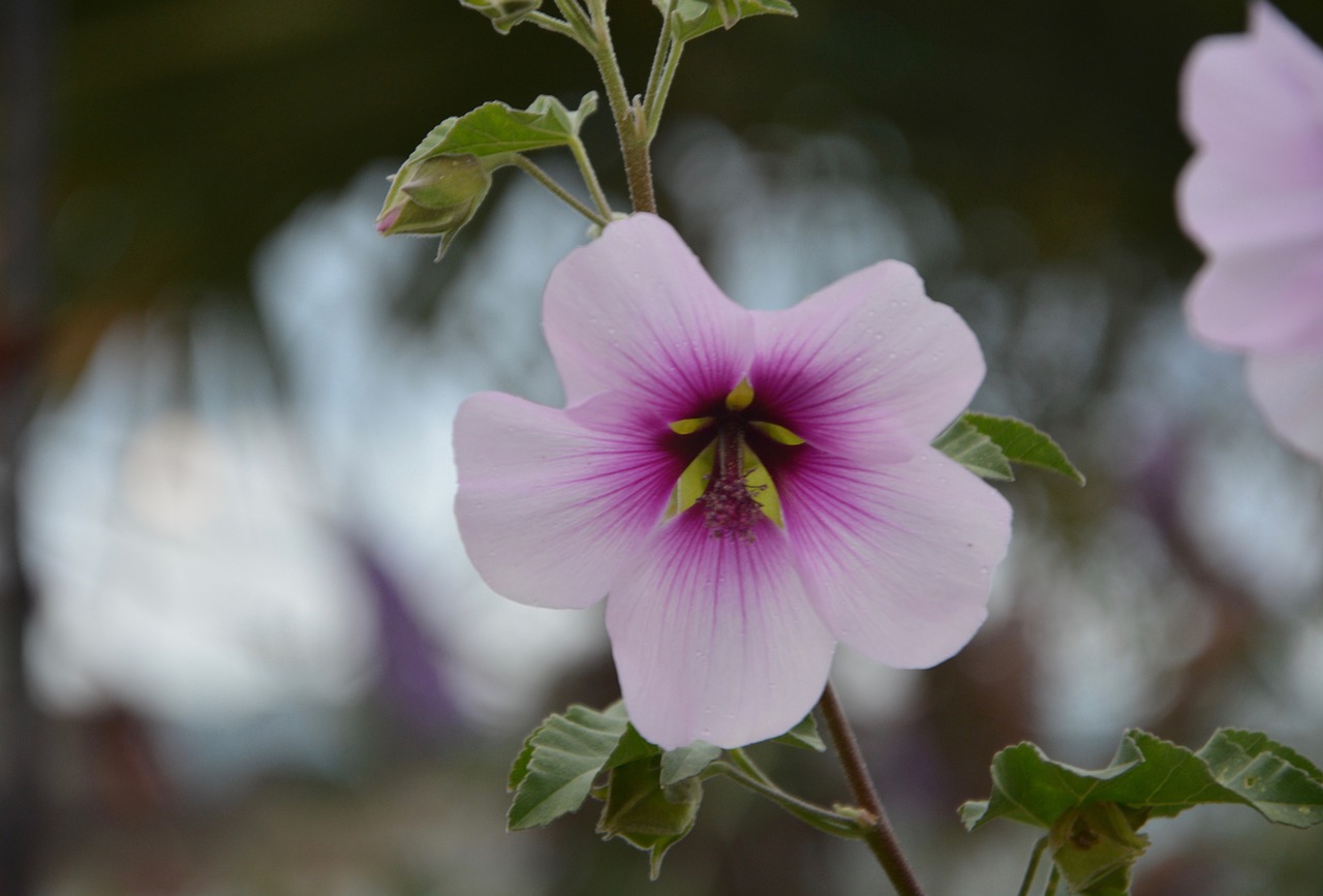 flower pretty beautiful free photo