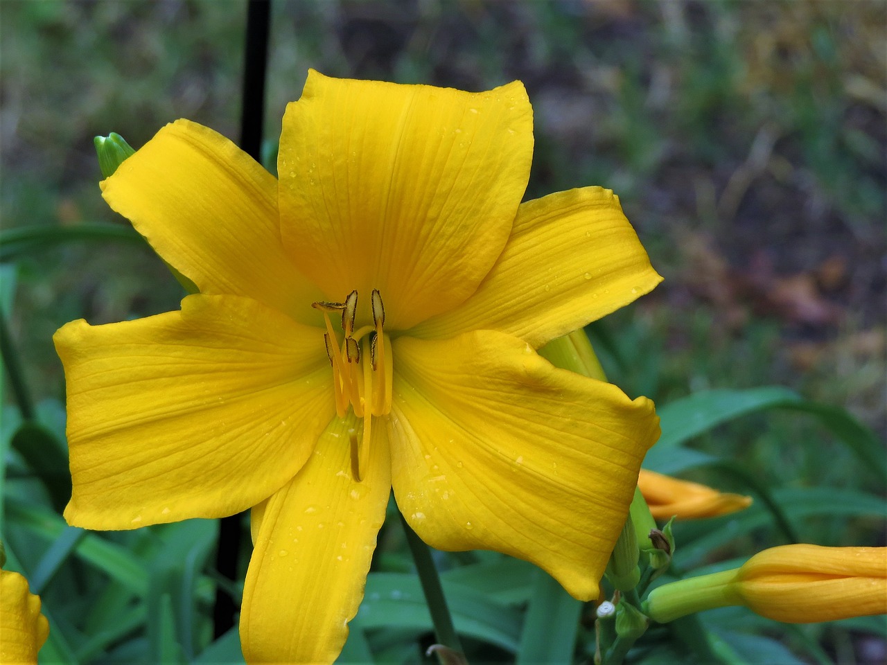 flower yellow lilly free photo