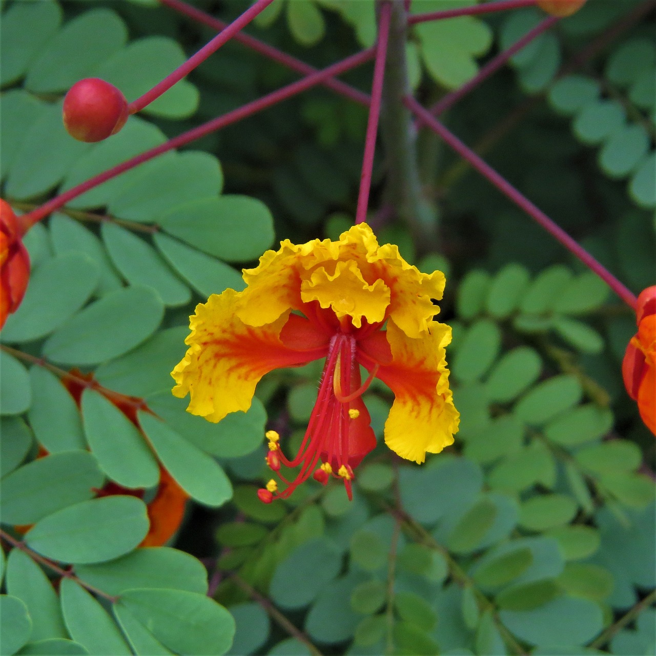 flower red orange free photo