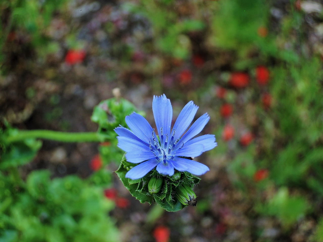 flower blue blue flower free photo