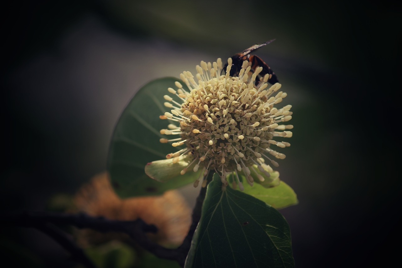 flower housefly bee free photo