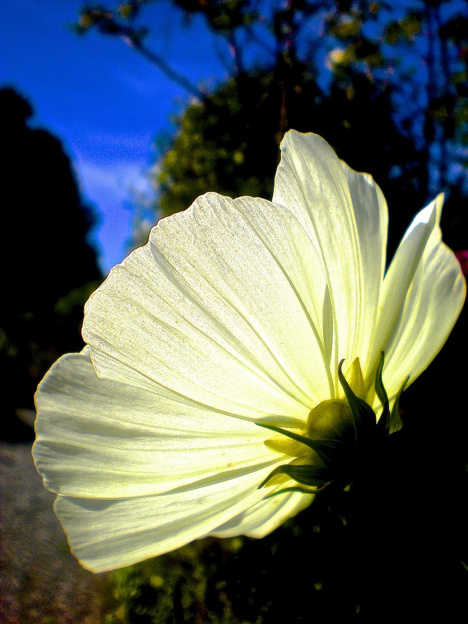 flower white sky blue free photo