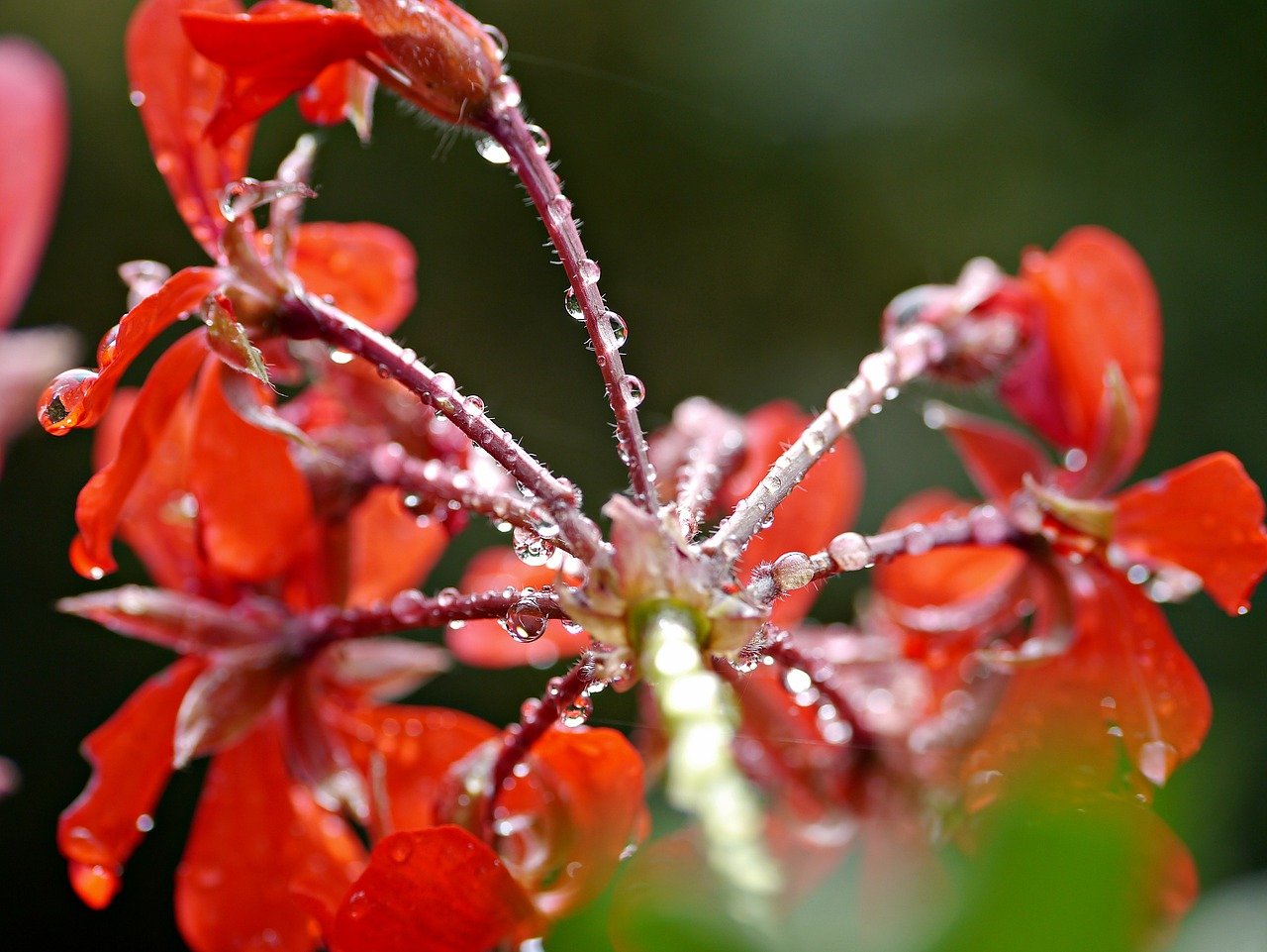 flower geranium rain free photo