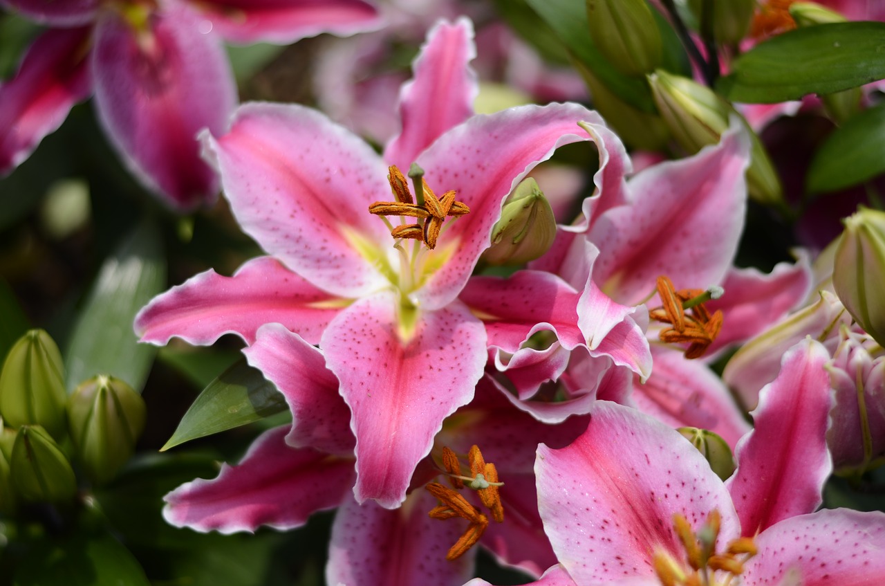 flower plant red flowers free photo