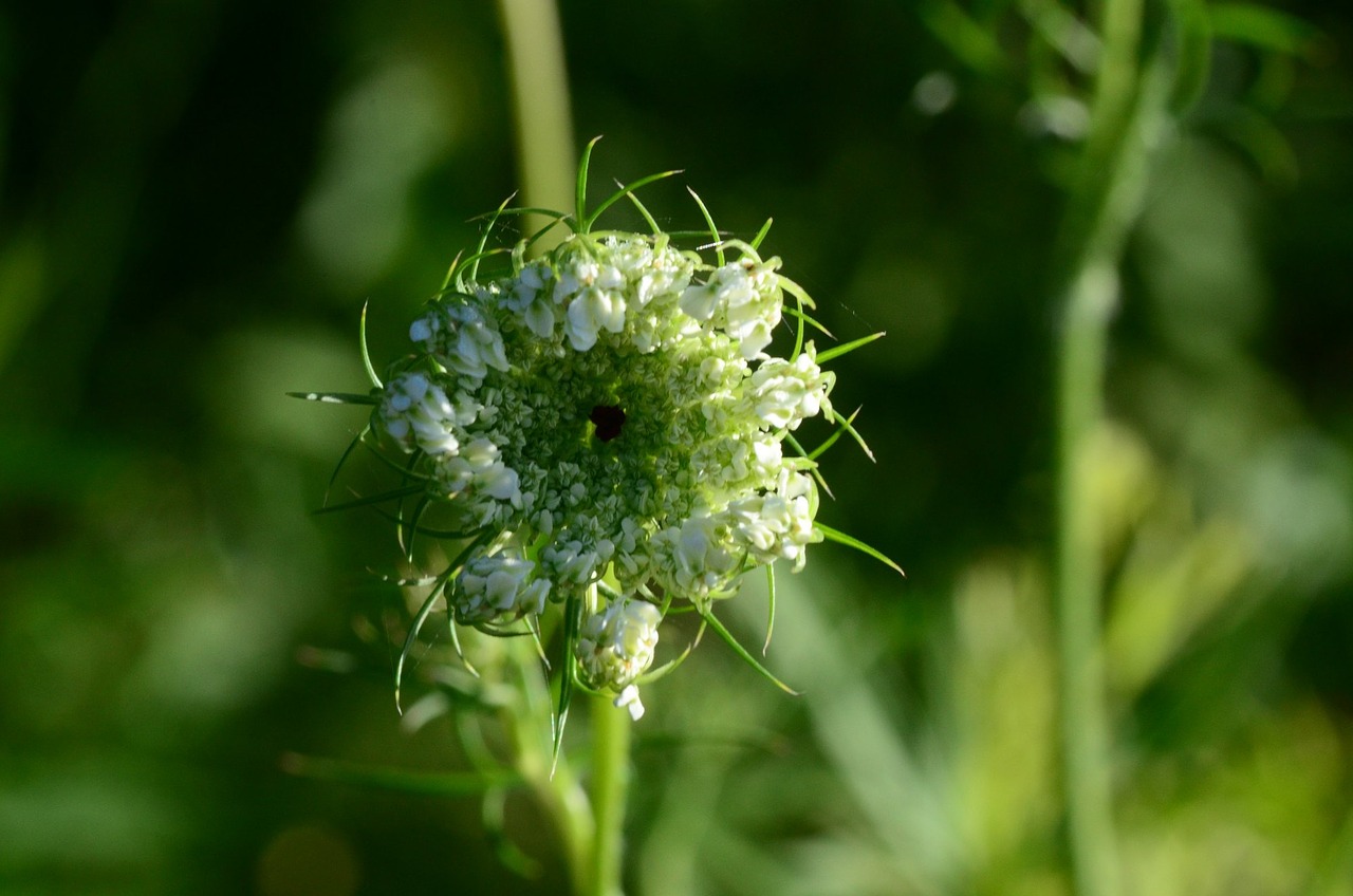 flower green floral free photo