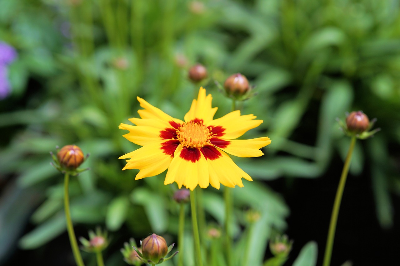 flower blossom bloom free photo