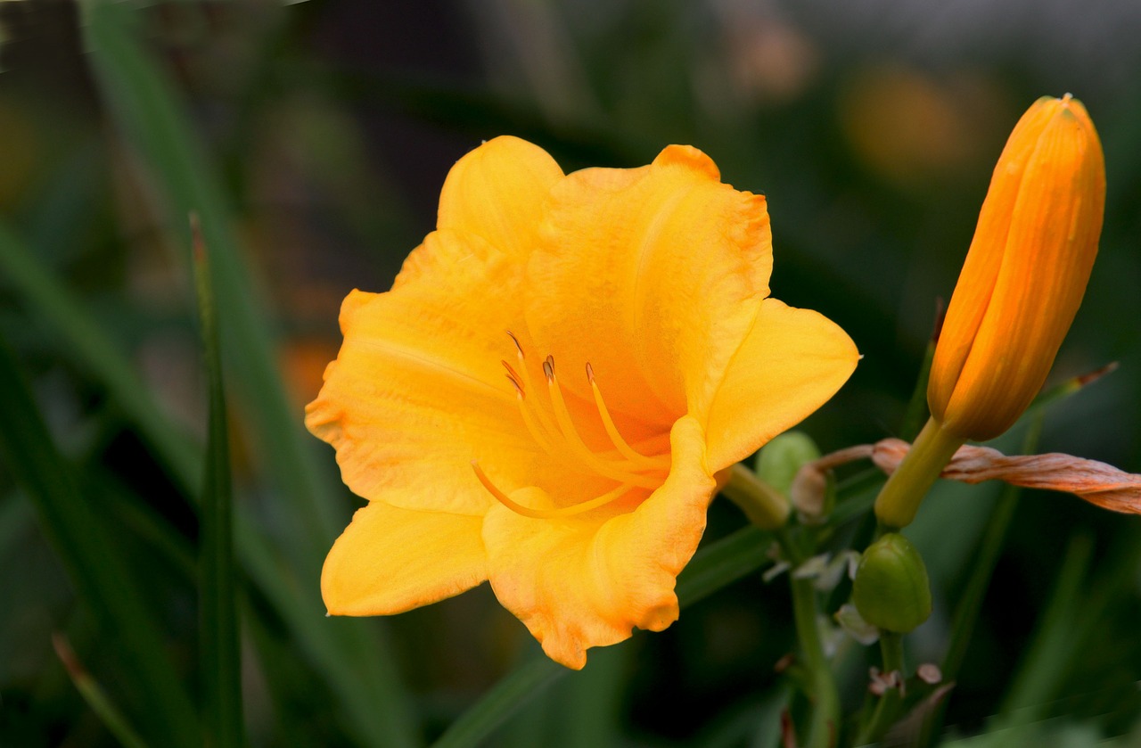 flower natural twilight free photo