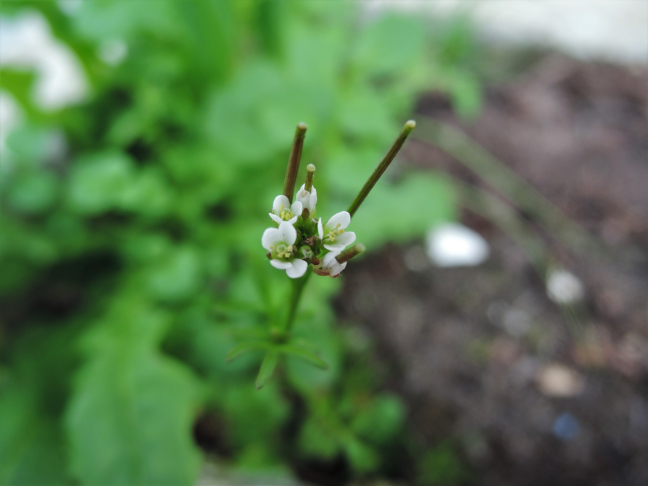 flower white flowers macro free photo