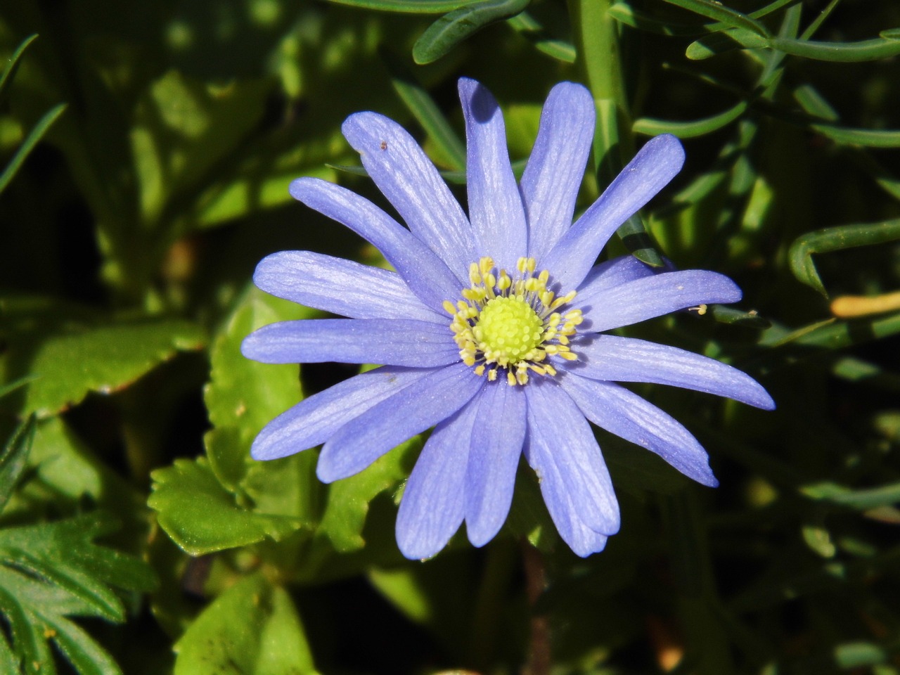 flower blue macro free photo