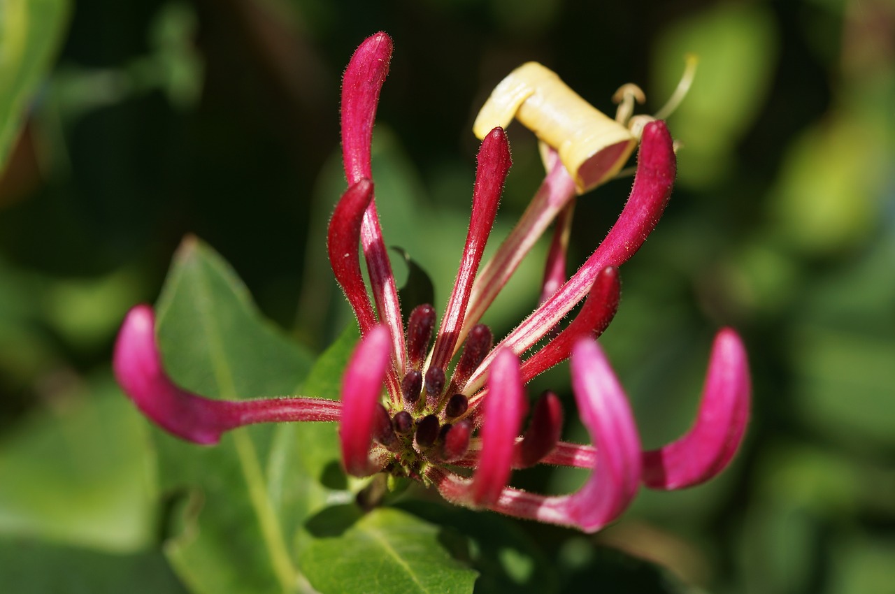 flower blossom bloom free photo