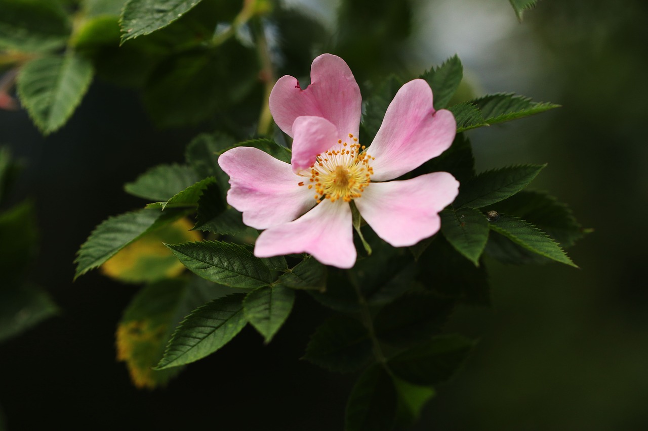 flower pink nature free photo