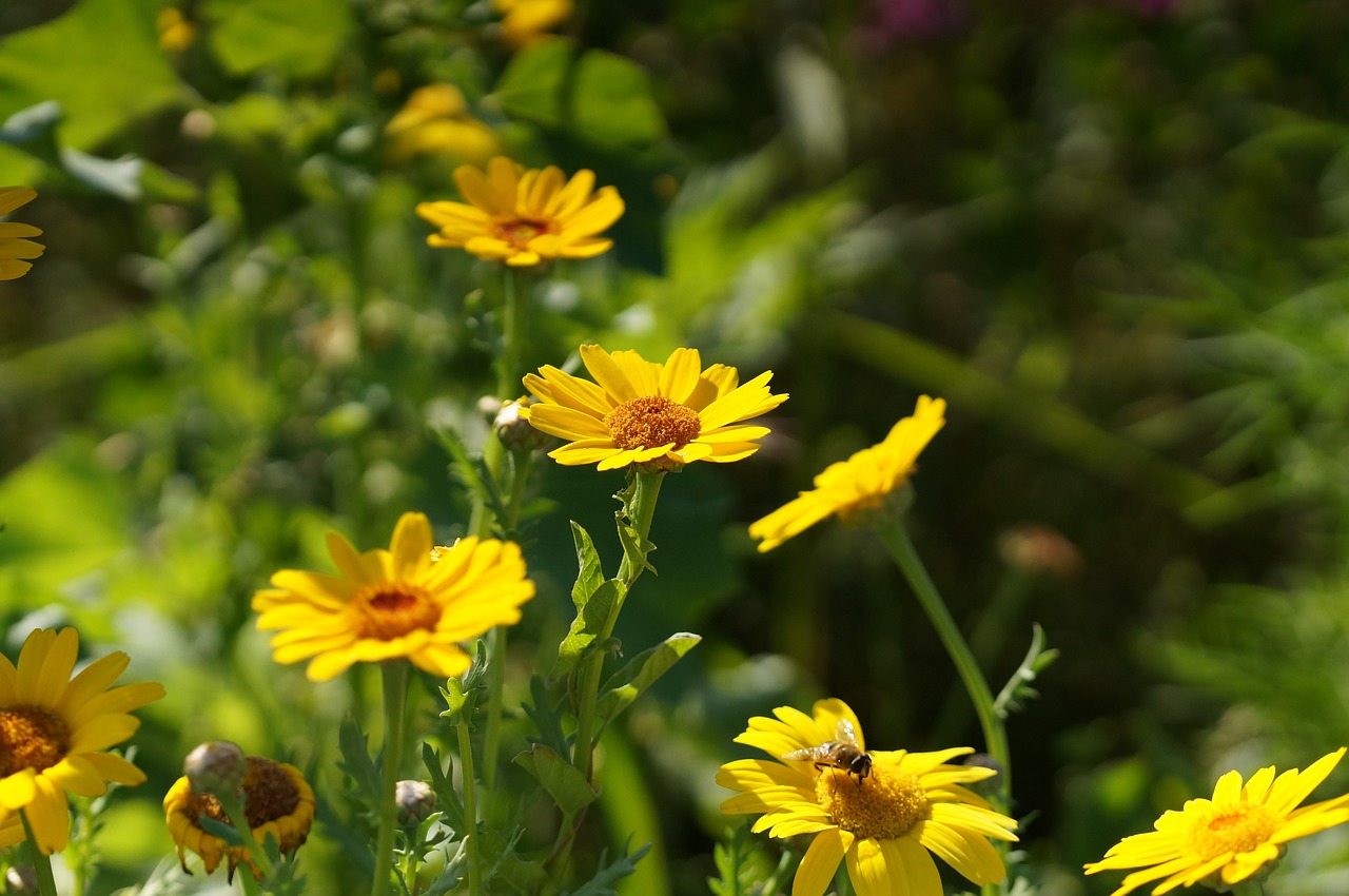 flower blossom bloom free photo