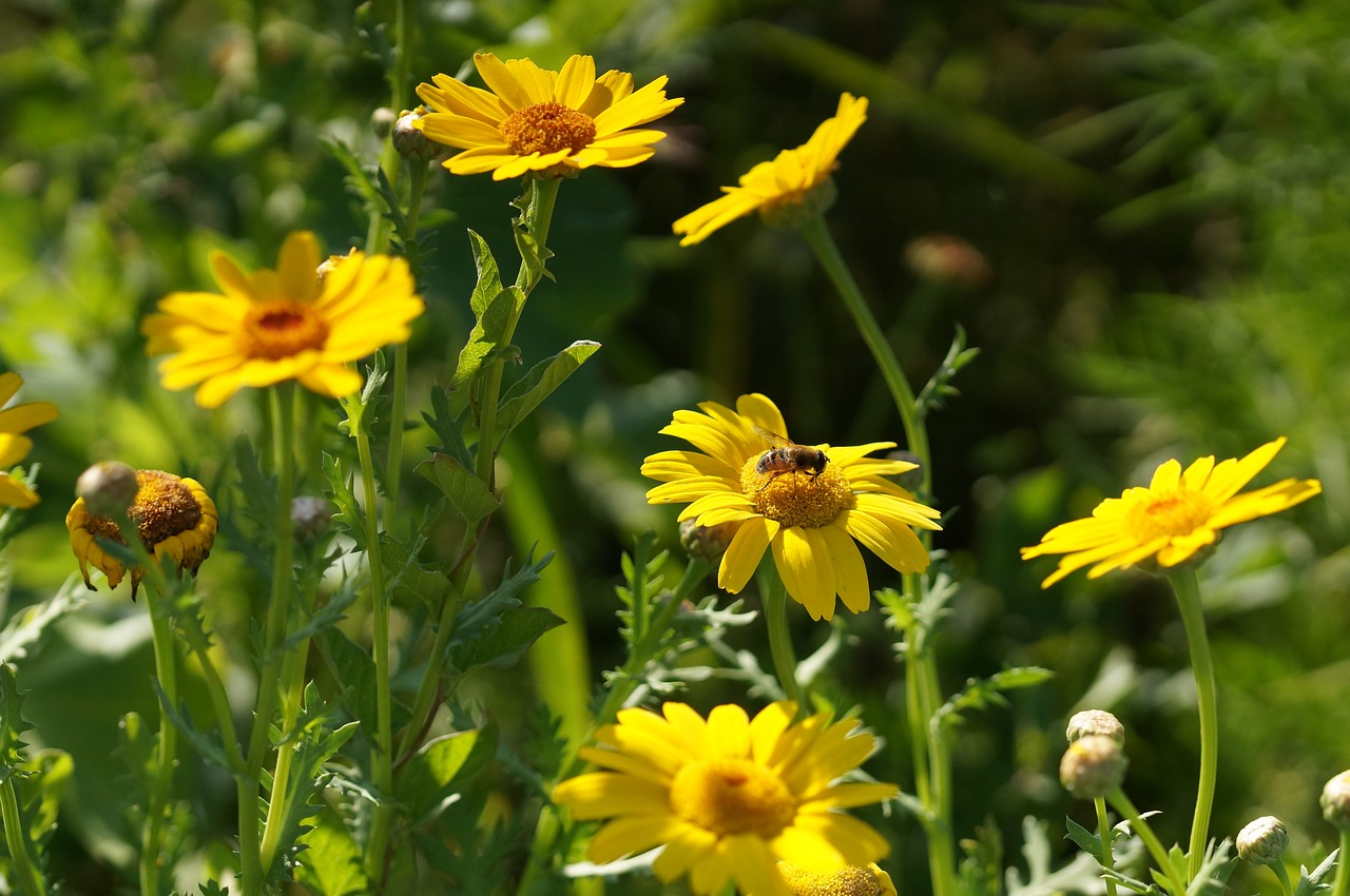 flower blossom bloom free photo