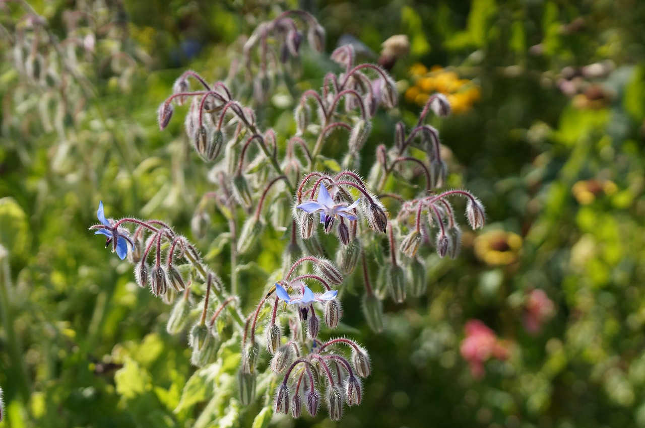 flower meadow blue free photo