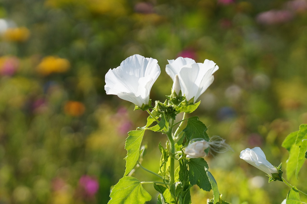 flower white nature free photo