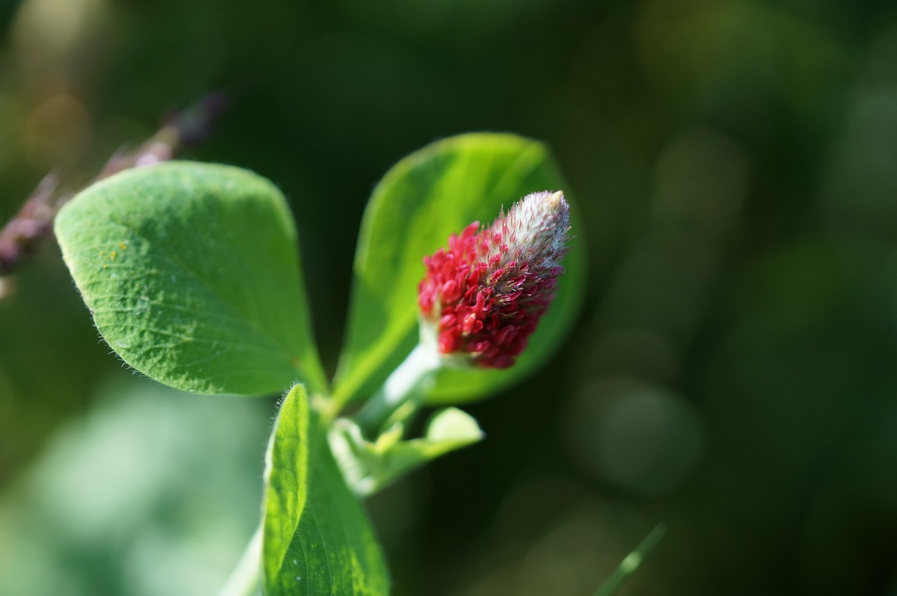 flower blossom bloom free photo