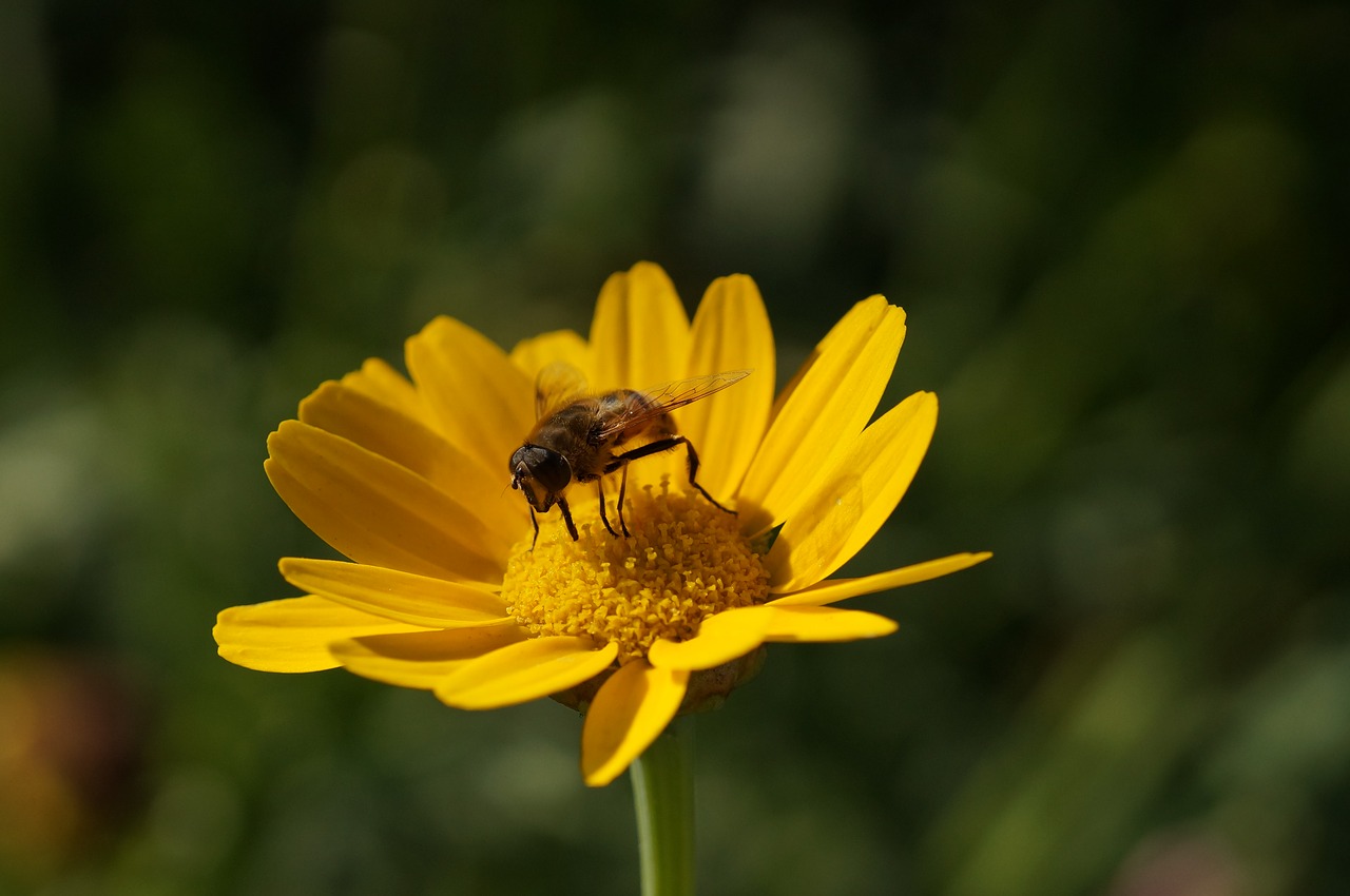 flower hoverfly yellow free photo