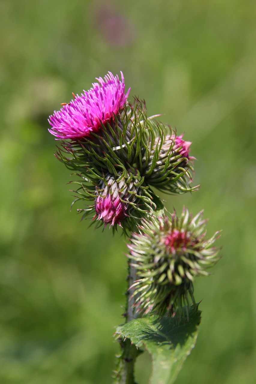 flower tatry thistle free photo