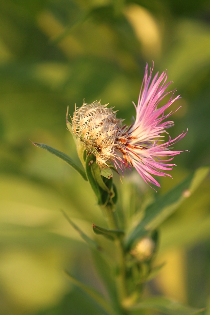 flower bloom blossom free photo