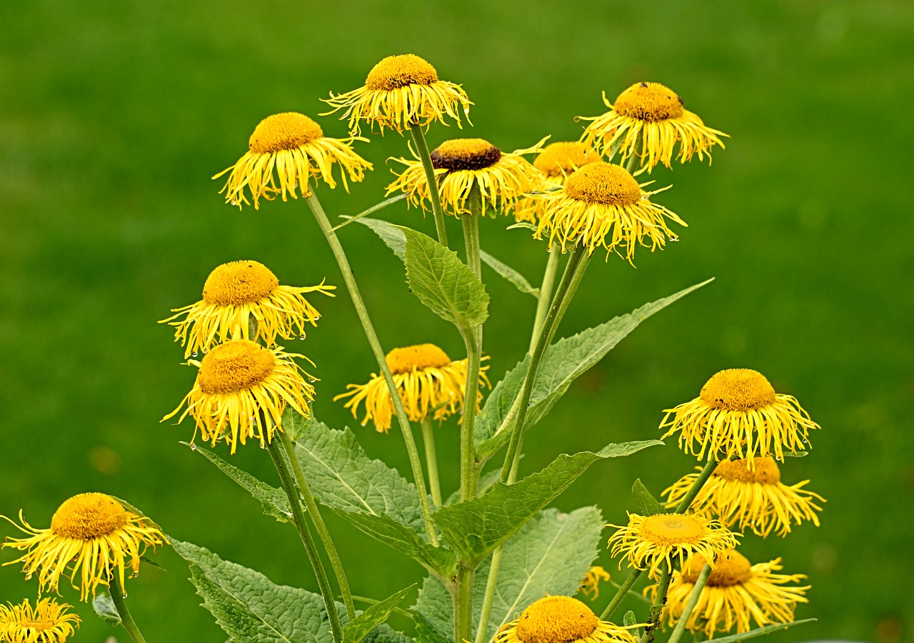 flower yellow flowers free photo