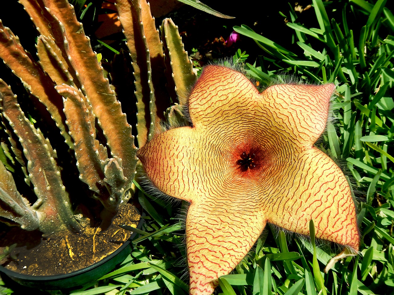 flower stapelia cactus free photo