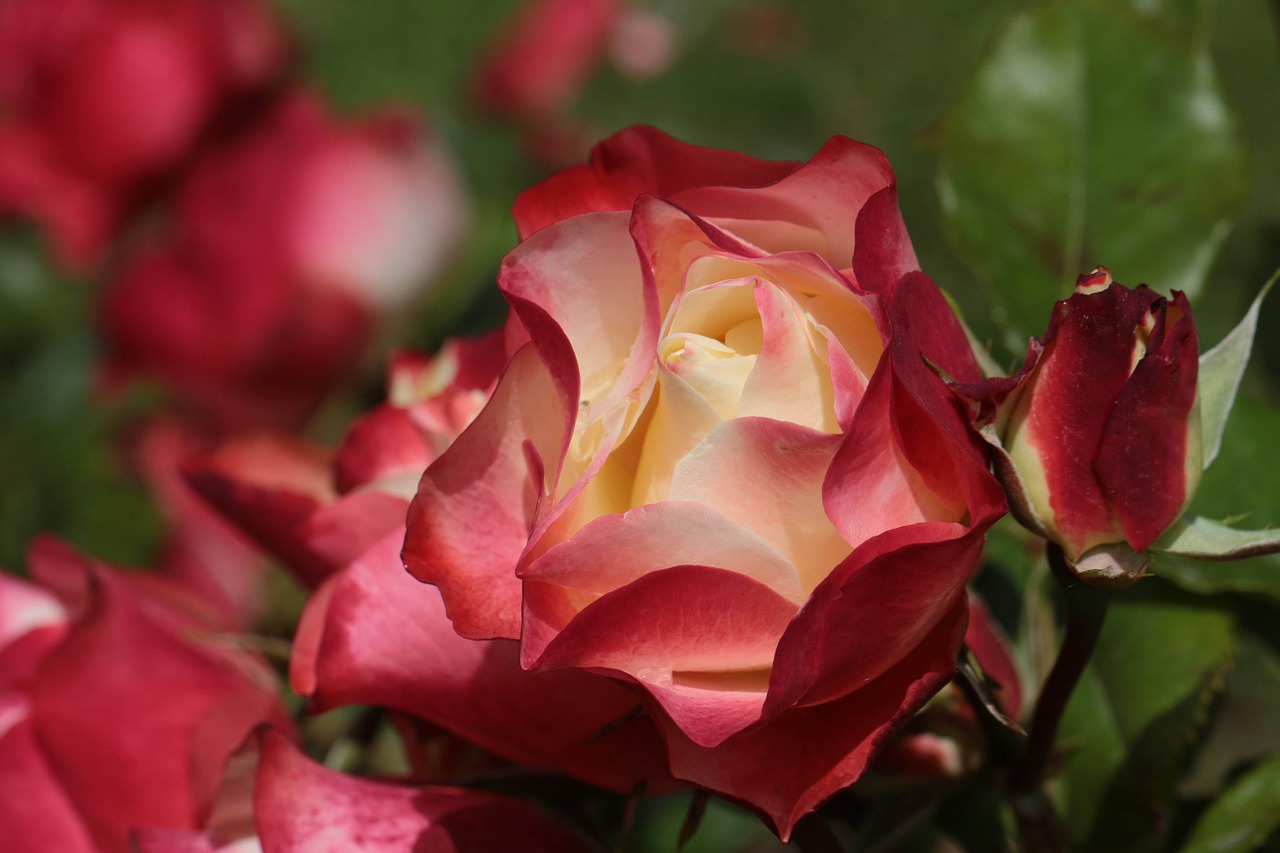 flower rosa pink open free photo