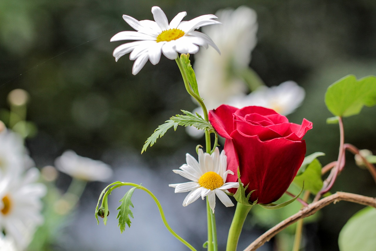 flower daisy rosa free photo