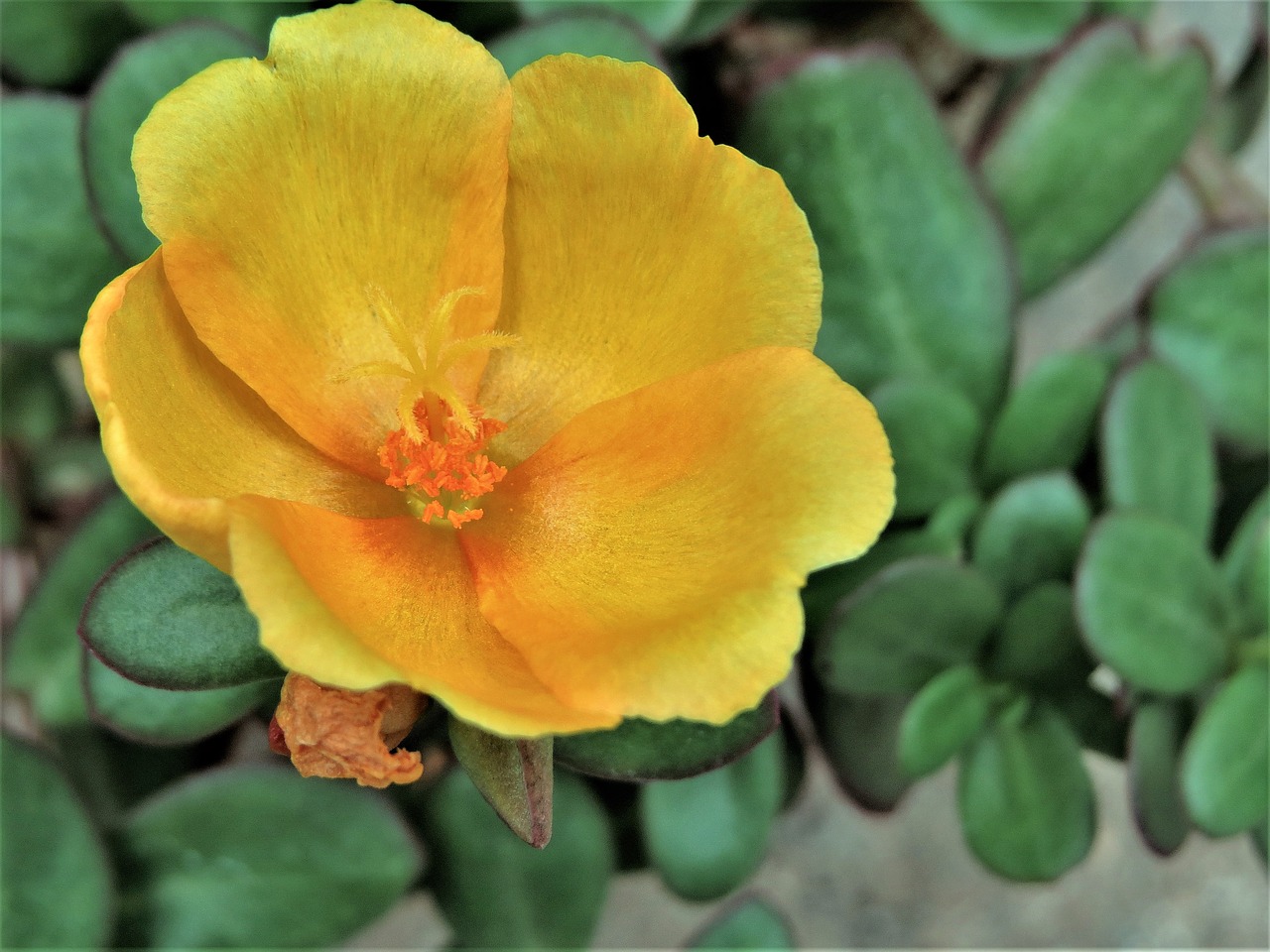 flower yellow orange free photo