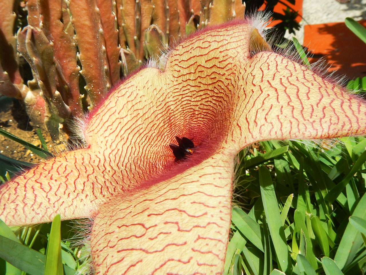 flower stapelia gigantea exotic free photo