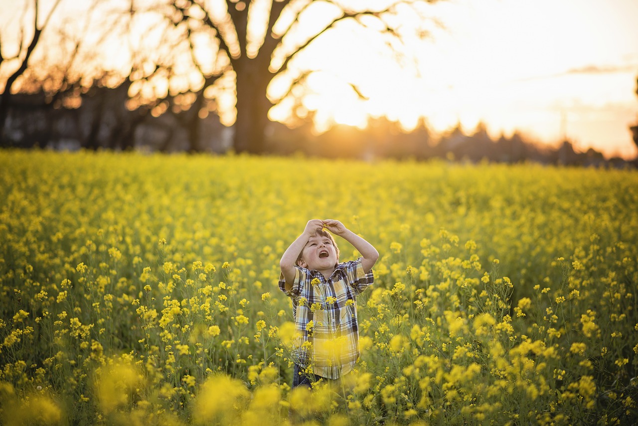 flower yellow mustard free photo