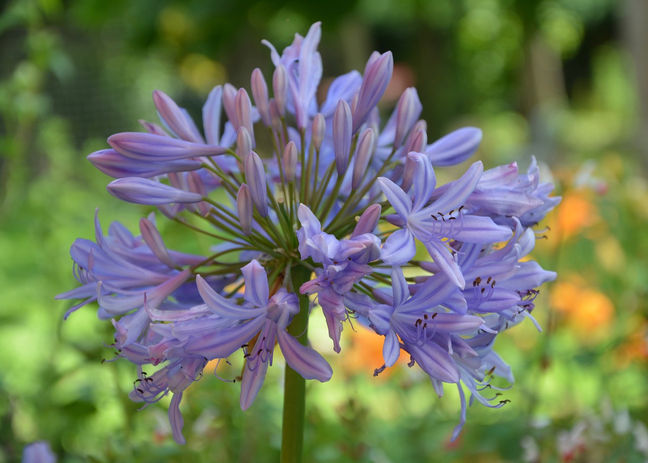 flower purple spring free photo