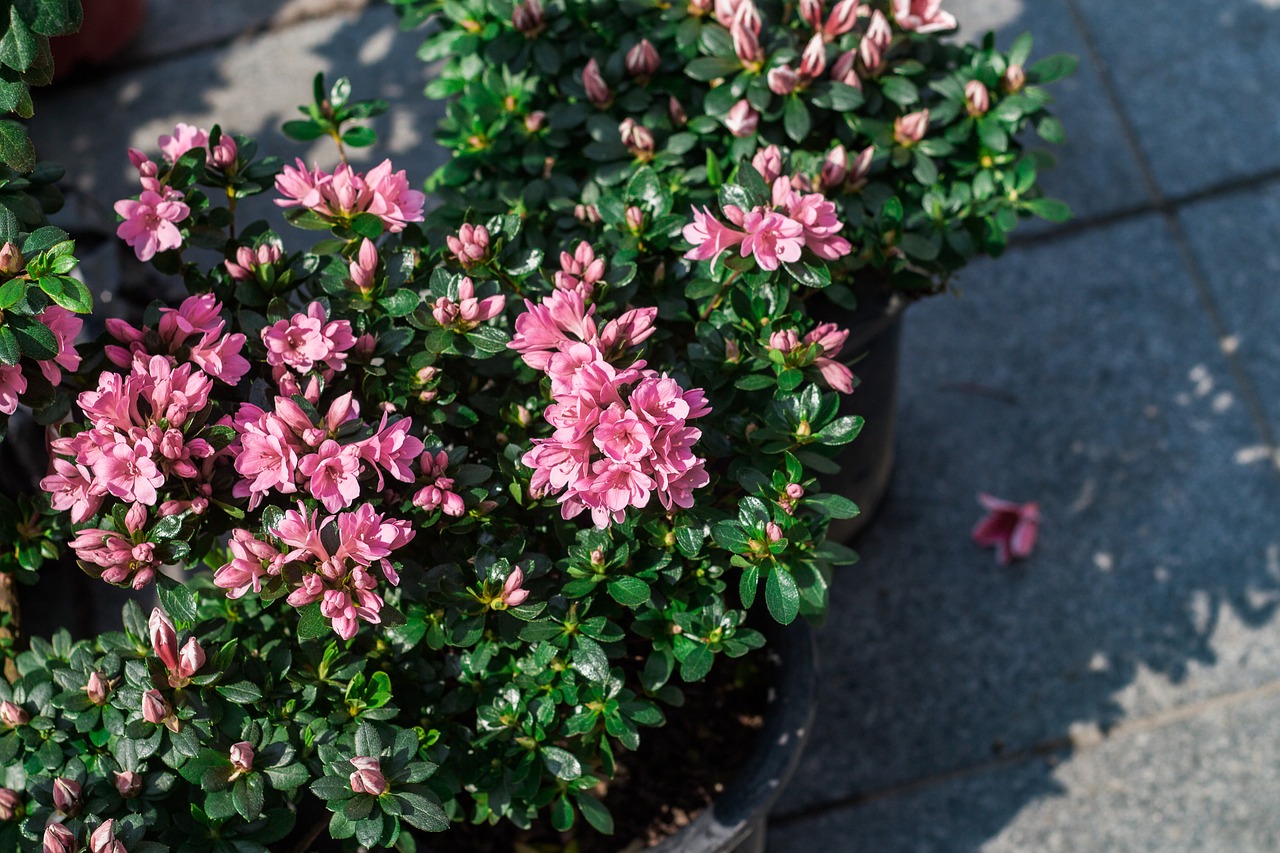 flower spring pink flower free photo