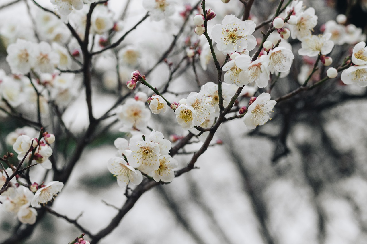 flower spring pink flower free photo