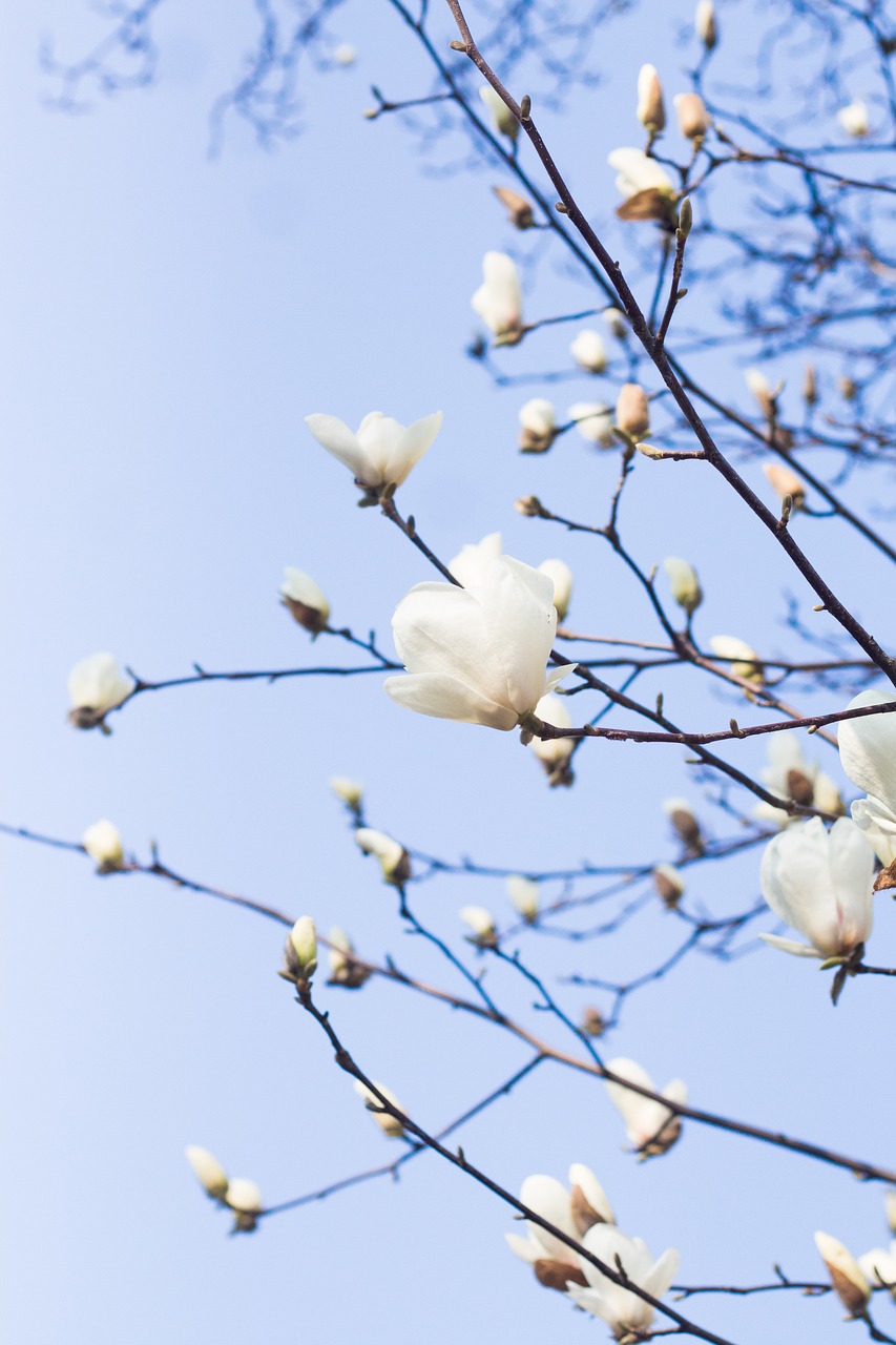 flower spring pink flower free photo