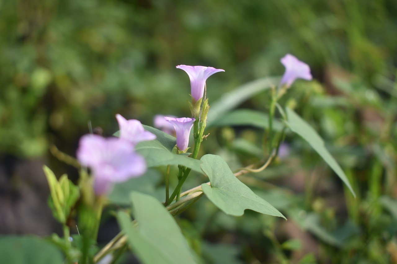 flower purple purple flower free photo