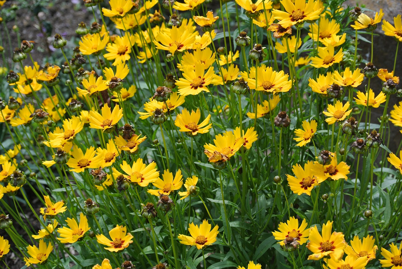 flower herb garden free photo