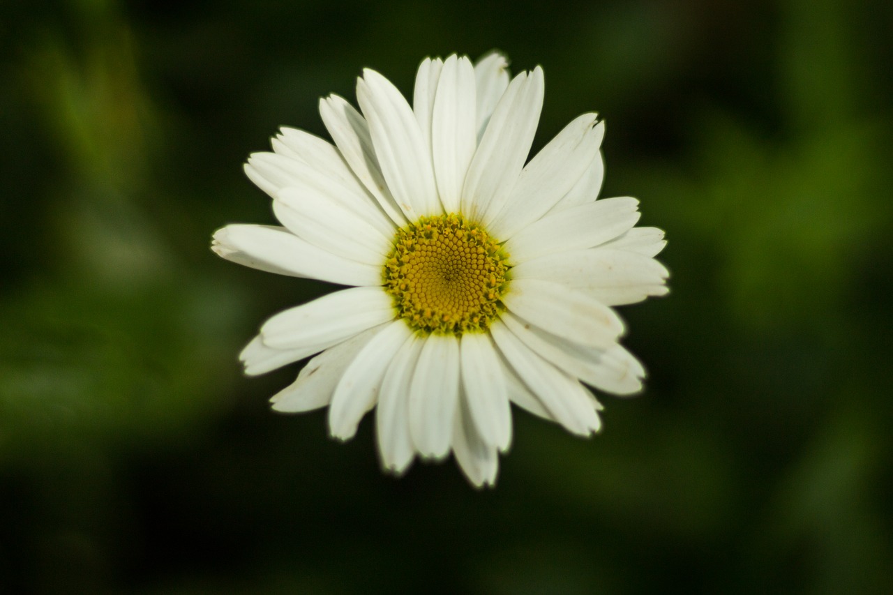 flower daisy flowering free photo