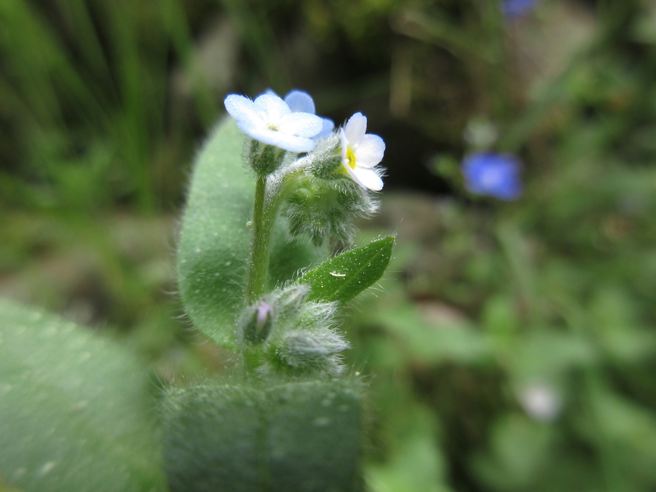 flower marco white flower free photo