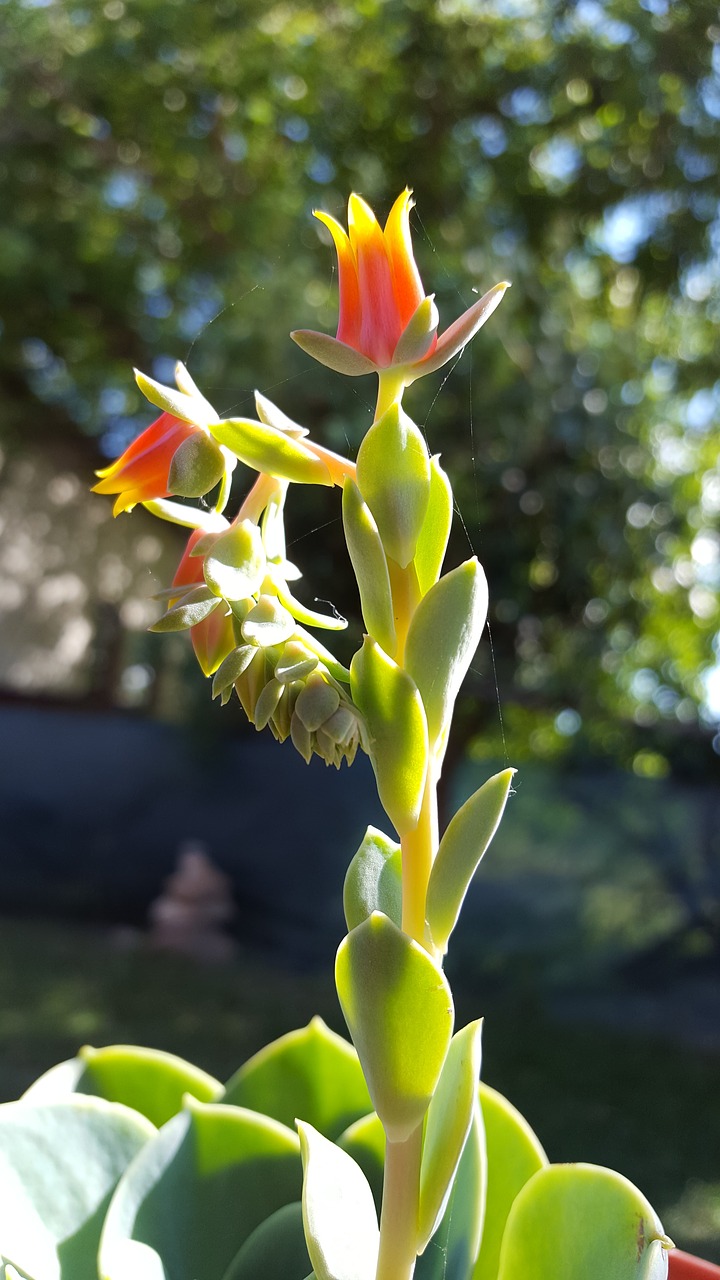 flower garden summer free photo