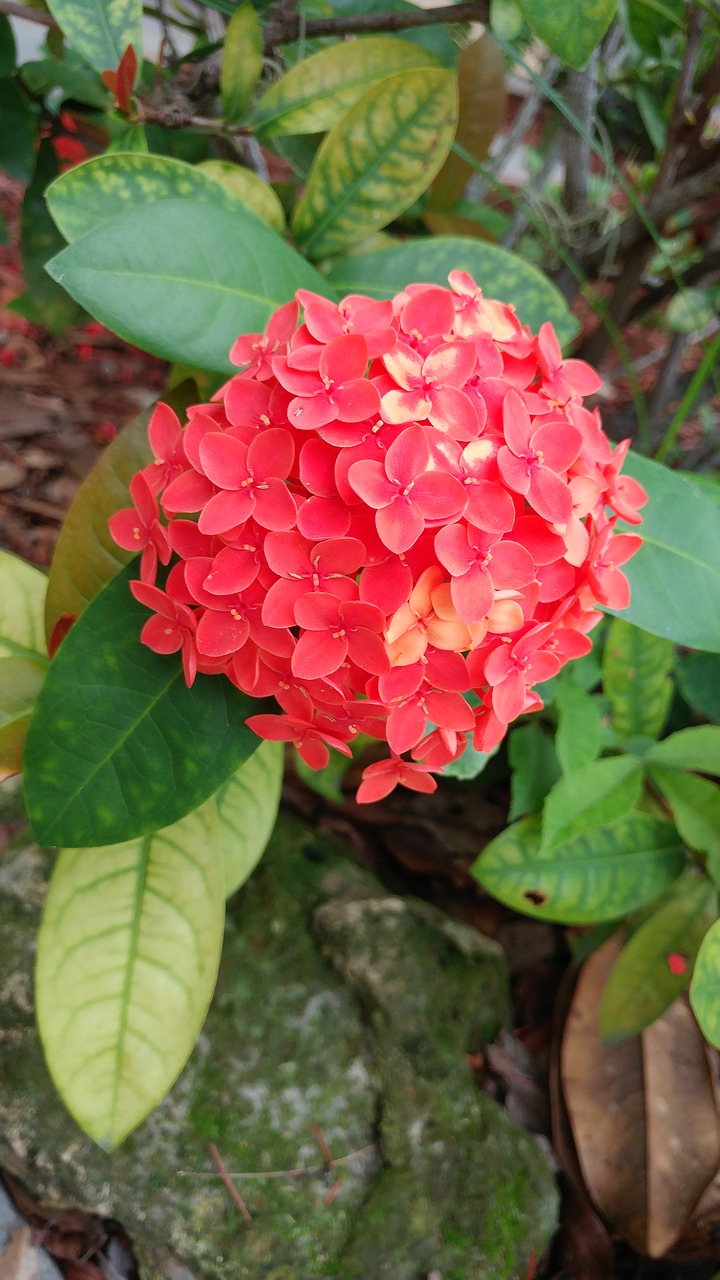 flower red nature free photo