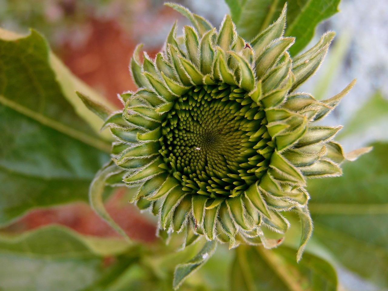 flower blossom blooming free photo