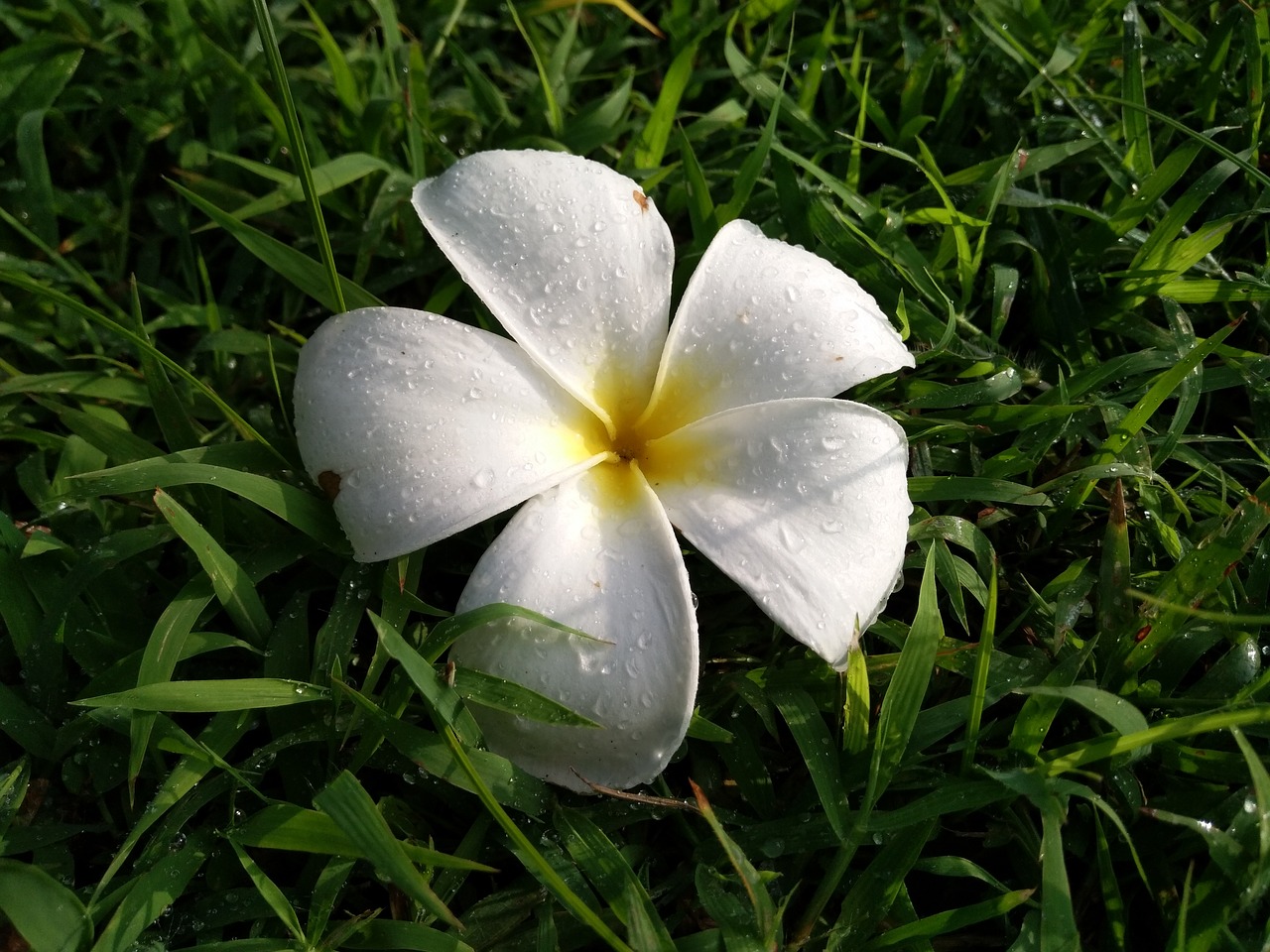 flower after rain rain free photo