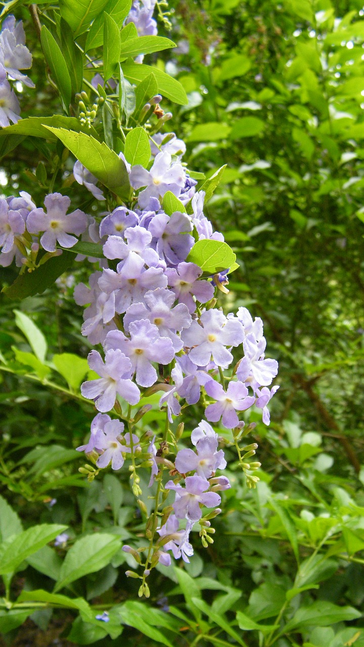 flower flower string purple flower free photo