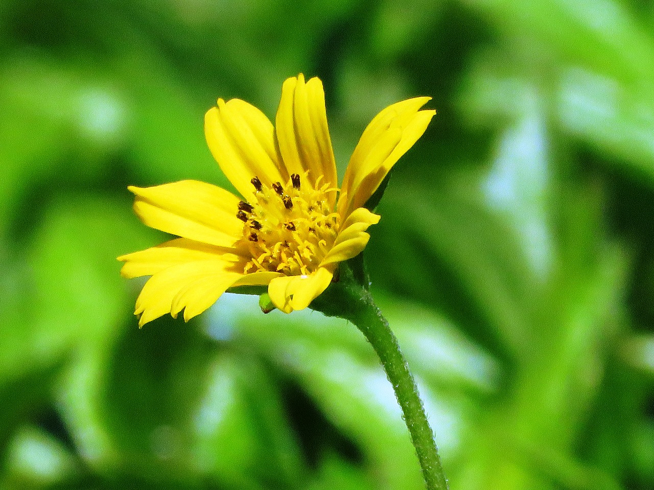 flower yellow garden free photo