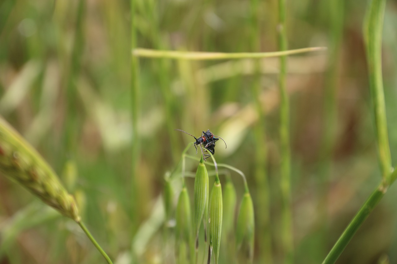 flower plant nature free photo