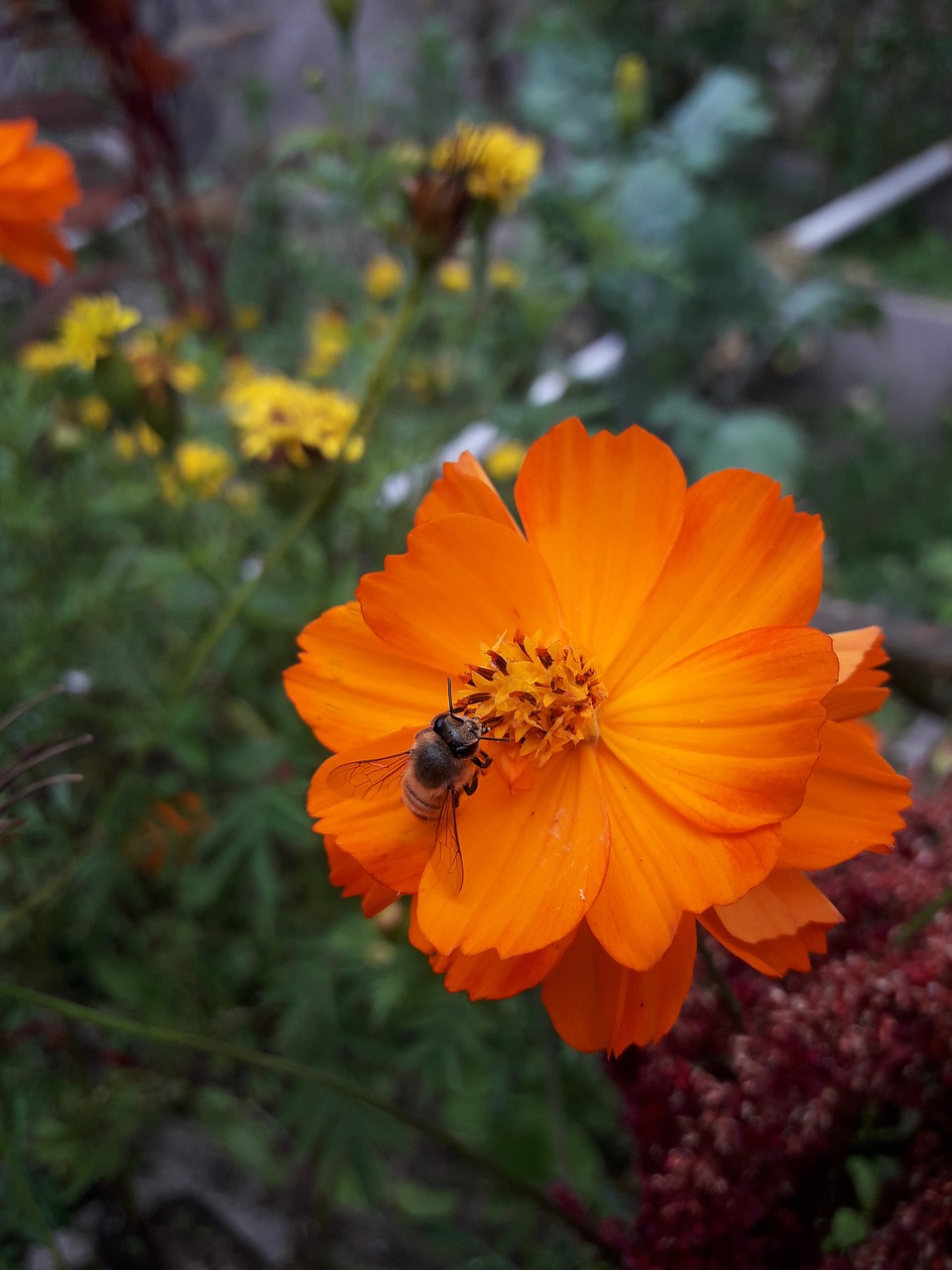 flower poppy nature free photo