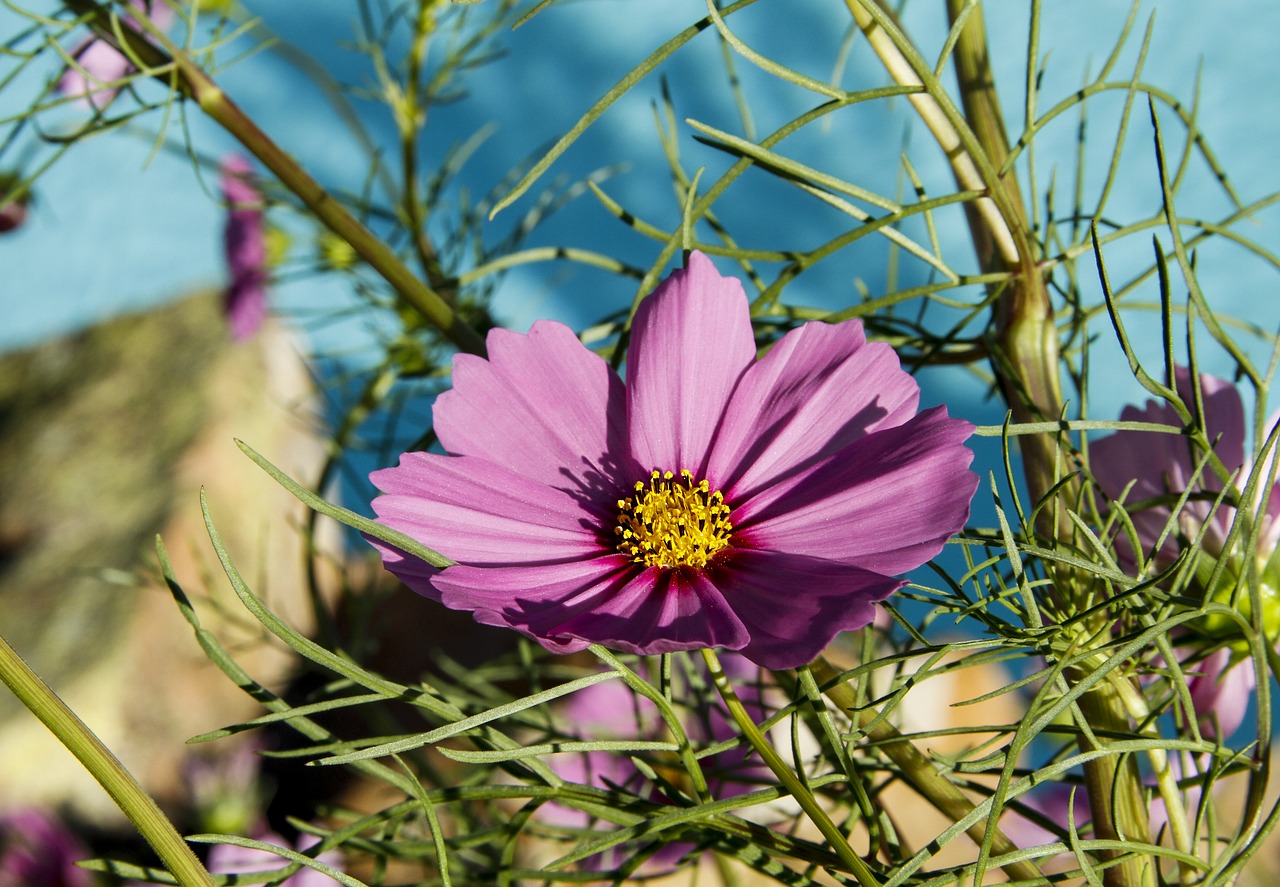 flower pink plant free photo