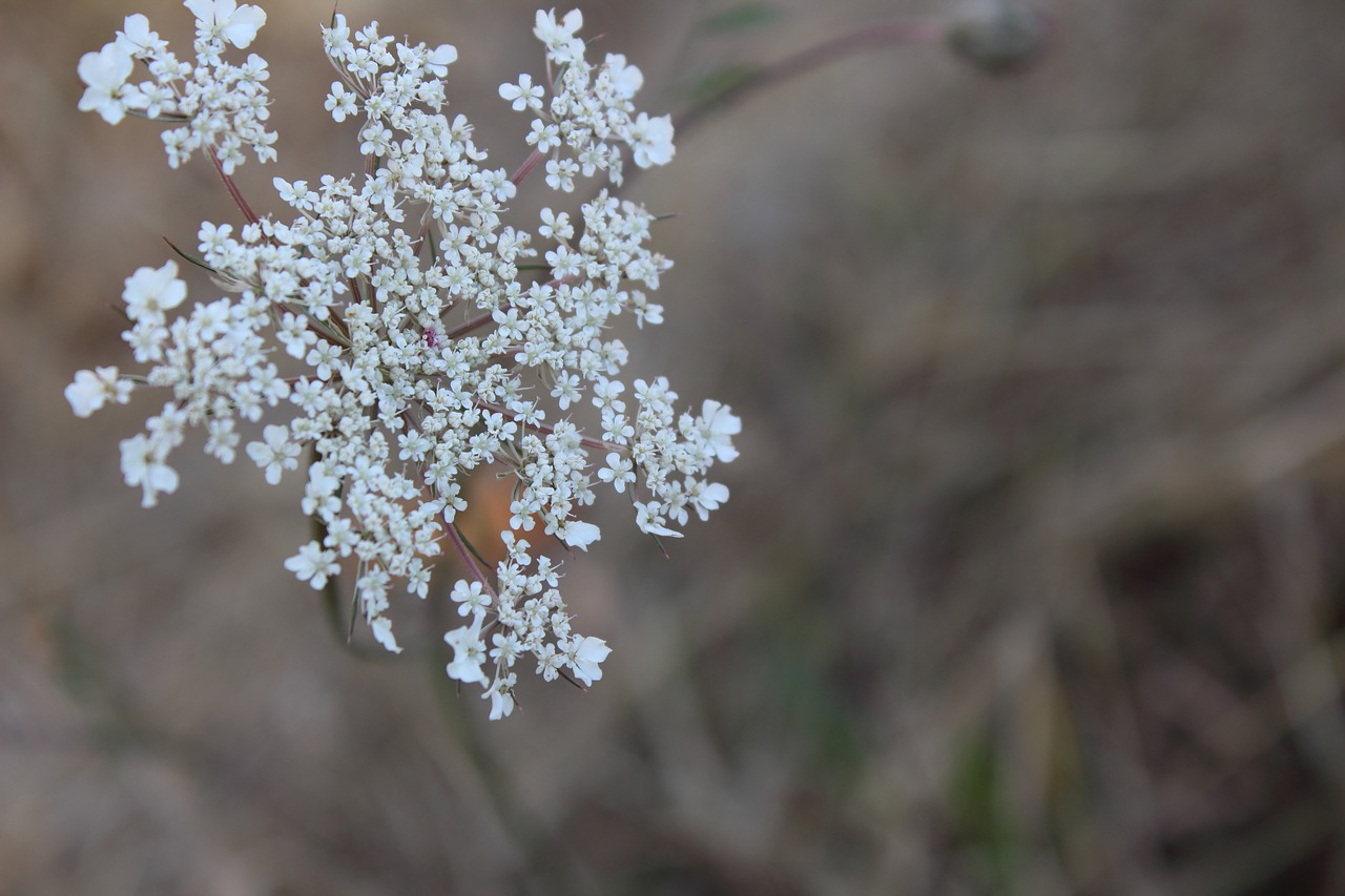 flower close up nature free photo