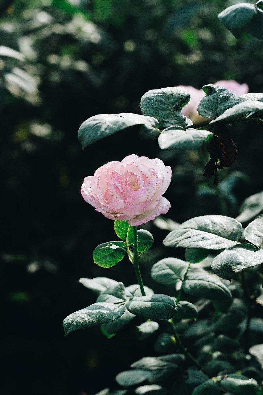 flower pink sunny free photo